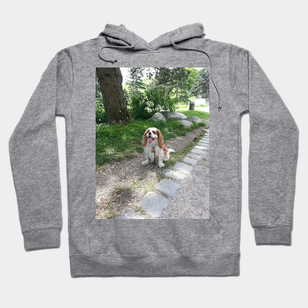 cavalier king charles spaniel blenheim sitting Hoodie by Wanderingangel